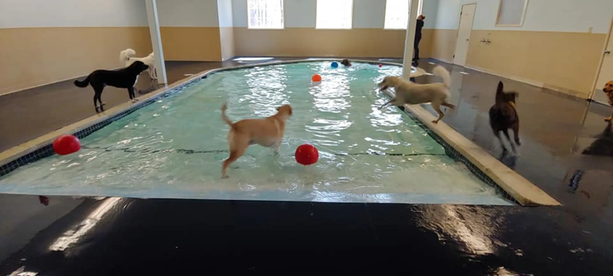 Dog indoor pool
